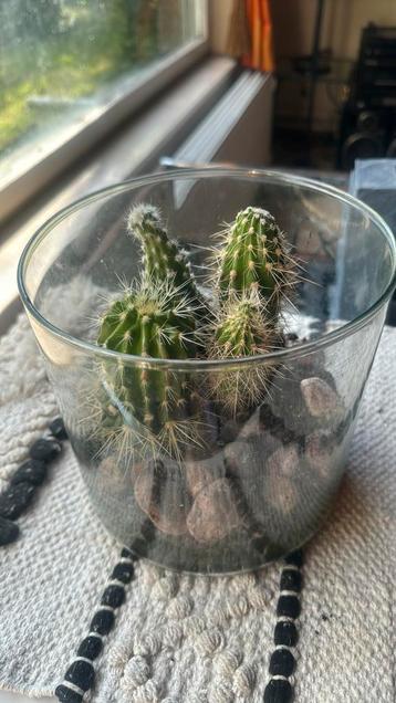 4 cactus dans vase en verre 