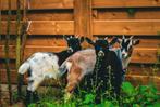 Dierenopvang/ pluimveeopvang | eenden, kippen en dergelijke, Dieren en Toebehoren, Ophalen