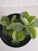 Kamerplant Kalanchoe thyrsiflora, Ophalen