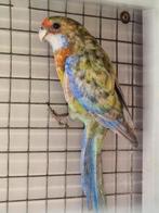 Rosella's mutaties 24, Dieren en Toebehoren, Meerdere dieren, Parkiet, Geringd