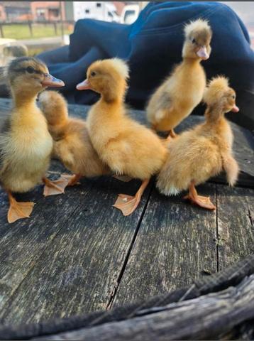 Eenden kuikens oud hollandse kuifeend, Plusieurs animaux, Canard