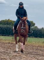 Zeer knappe nuchtere ruin, Dieren en Toebehoren, Paarden, B, Ruin, 3 tot 6 jaar, 160 tot 165 cm