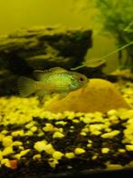 Blauwe accara's - kersenbuik -en zebrachicliden, Dieren en Toebehoren, Vissen | Aquariumvissen, Vis, Zoetwatervis