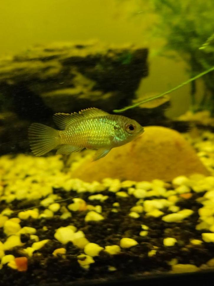 Blauwe accara's - kersenbuik -en zebrachicliden, Dieren en Toebehoren, Vissen | Aquariumvissen, Zoetwatervis, Vis