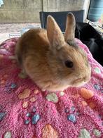 Dwergkonijn voedster, Femelle, Nain, 0 à 2 ans