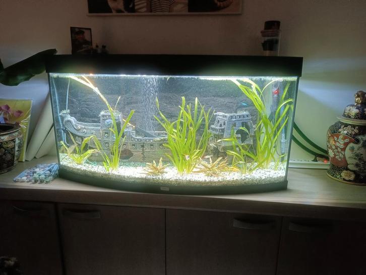 Aquarium, Dieren en Toebehoren, Vissen | Aquaria en Toebehoren, Ophalen