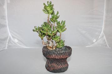 crassula ovata beschikbaar voor biedingen