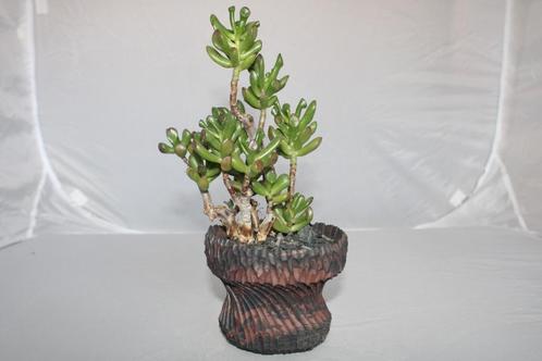 crassula ovata, Huis en Inrichting, Kamerplanten, Vetplant, Minder dan 100 cm, Groene kamerplant, Volle zon, In pot, Ophalen of Verzenden