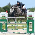 7 jarige merrie - Cicero Z x Flipper d'elle x Burggraaf x Qu, Dieren en Toebehoren, Paarden, Merrie, Z