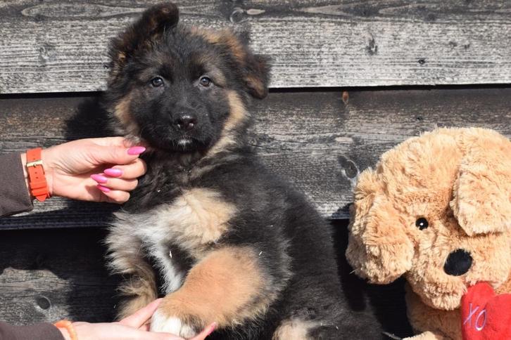 Duitse herder pups, Dieren en Toebehoren, Honden | Herdershonden en Veedrijvers, Meerdere dieren, Herder, Fokker | Professioneel