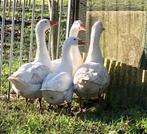 4 ganzen, Dieren en Toebehoren, Meerdere dieren, Gans of Zwaan