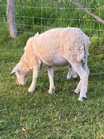 Schapenram Nolana 10 maanden, moet niet geschoren worden, Dieren en Toebehoren, Mannelijk, Schaap, 0 tot 2 jaar