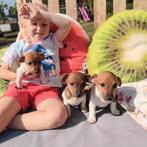 Jack Russell pupjes, Dieren en Toebehoren, Honden | Jack Russells en Terriërs, België, Fokker | Hobbymatig, Jack Russell Terriër