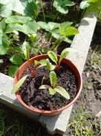 Snijbiet Planten | Rood, Ophalen