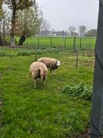 Te koop 1 schaap 1 ram, Dieren en Toebehoren, Schaap