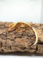 Wimpergekko harlequin dal spots, Dieren en Toebehoren, Reptielen en Amfibieën, Tam, 0 tot 2 jaar