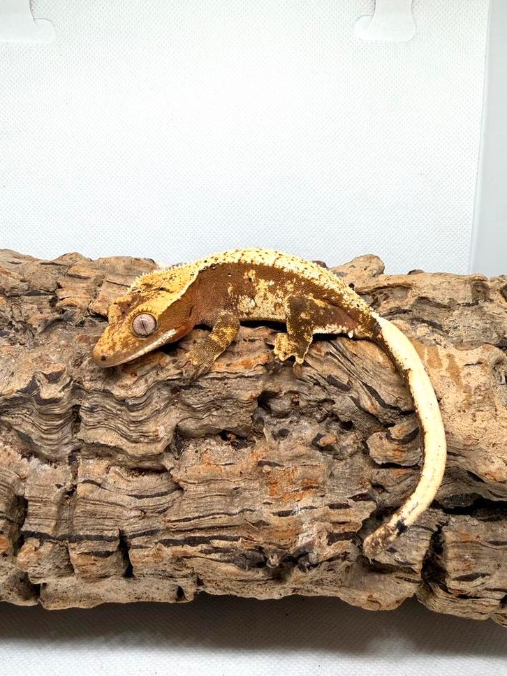 Wimpergekko harlequin dal spots, Dieren en Toebehoren, Reptielen en Amfibieën, 0 tot 2 jaar, Tam