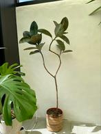 Rubberplant Ficus Elastica 150cm, Huis en Inrichting, Kamerplanten, Ficus, 150 tot 200 cm, Ophalen