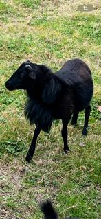 Zwarte kameroen ram, Dieren en Toebehoren, Schapen, Geiten en Varkens, Geit