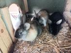 Dwergkonijnen, Dieren en Toebehoren, Konijnen, Meerdere dieren, Dwerg
