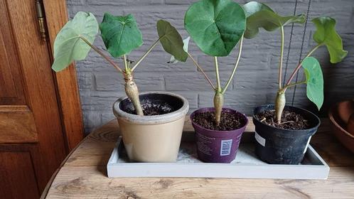 Jatropha podagrika, Maison & Meubles, Plantes d'intérieur, Autres espèces, Moins de 100 cm, Plante à fleurs, Plein soleil, En pot