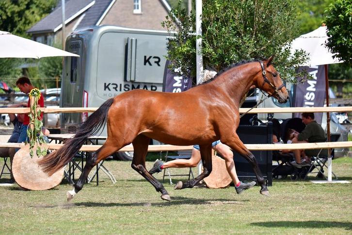 2 jarige dressuur merrie, Dieren en Toebehoren, Paarden, Merrie