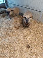 Mooie bokken tekoop 0476252495, Dieren en Toebehoren, Schapen, Geiten en Varkens