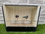 Koppel blauwe gouldamadines / goulds te koop 3, Dieren en Toebehoren, Tropenvogel
