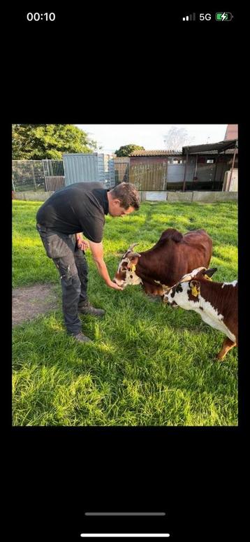 Zeer uniek mini koppel zeboes  beschikbaar voor biedingen