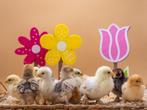 Jonge tamme cochin kriel kuikens gesekst & ingeënt, Plusieurs animaux, Poule ou poulet