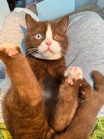 Cinnamon Dominant Bleu Eyes & Lilac point ~ BRITS KORTHAAR, Meerdere dieren, Gechipt, 0 tot 2 jaar