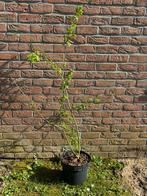Salix aurita - geoorde wilg, Tuin en Terras, Planten | Bomen, Overige soorten, Volle zon, Ophalen, 100 tot 250 cm
