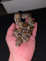 Normal, le bébé des neiges, boa constrictor, femelle, Animaux & Accessoires, Serpent, Domestique, 0 à 2 ans