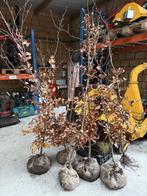Beuken 175/200 kluit XTRA, Tuin en Terras, Ophalen, Beukenhaag, Haag, 100 tot 250 cm