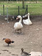 Knobbel zwaan, Mannelijk, Gans of Zwaan