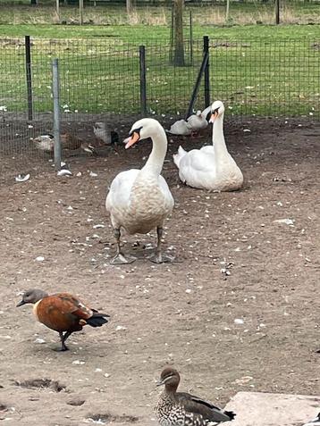 Knobbel zwaan beschikbaar voor biedingen