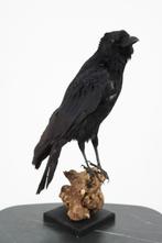 Opgezette vogels: papegaai, parkiet, etc - Wildernis Atelier, Verzamelen, Dierenverzamelingen, Ophalen of Verzenden, Nieuw, Vogel