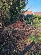 Gratis takken & struiken, Tuin en Terras, Ophalen