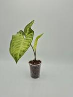 Syngonium white butterfly, Ophalen of Verzenden