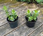 Crassula ovata - Jadeplant (kamerplant), Maison & Meubles, Plantes d'intérieur, Enlèvement, Plante succulente