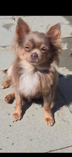 Lavendel kleur langhaar chihuahua teefje, Dieren en Toebehoren, België, CDV (hondenziekte), Teef, Meerdere