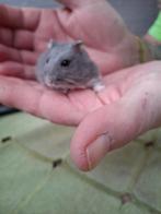 Russische dwerghamster van 09 2025, Dieren en Toebehoren, Knaagdieren, September, Vrouwelijk