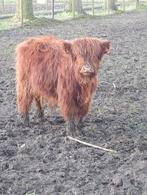 Schotse hooglander, Dieren en Toebehoren, Runderen, Mannelijk, 0 tot 2 jaar