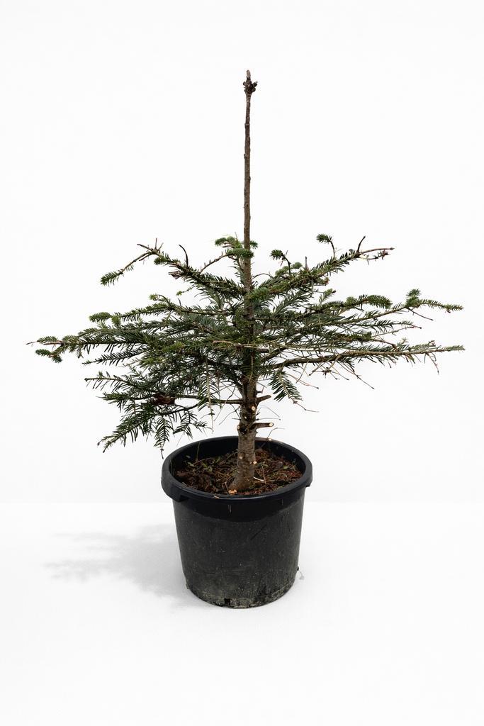 Sapin ou épicéa naturel en pot — décoratif, Jardin & Terrasse, Plantes | Jardin, Plante fixe, Autres espèces, Mi-ombre, Ne fleurit pas