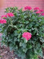 Hydrangea, Tuin en Terras, Ophalen, Vaste plant