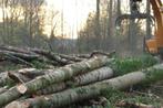 Populier gezaagd op maat, 6 m³ of meer, Ophalen, Overige houtsoorten, Blokken