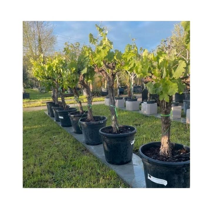 Prachtige druivelaars!, Tuin en Terras, Planten | Tuinplanten, Ophalen