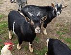 Dwerggeitenbokjes, Dieren en Toebehoren, Mannelijk, Geit, 0 tot 2 jaar