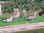 Siereenden: roodschoudertaling en witoogeend, Dieren en Toebehoren, Meerdere dieren, Eend