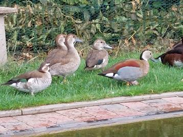 Siereenden: roodschoudertaling en witoogeend beschikbaar voor biedingen